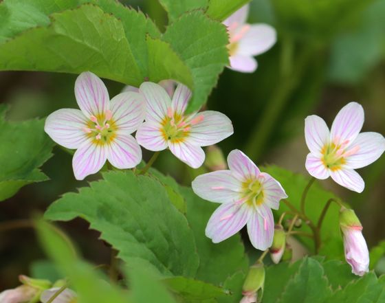 Virginia springbeauty (Claytonia virginica)