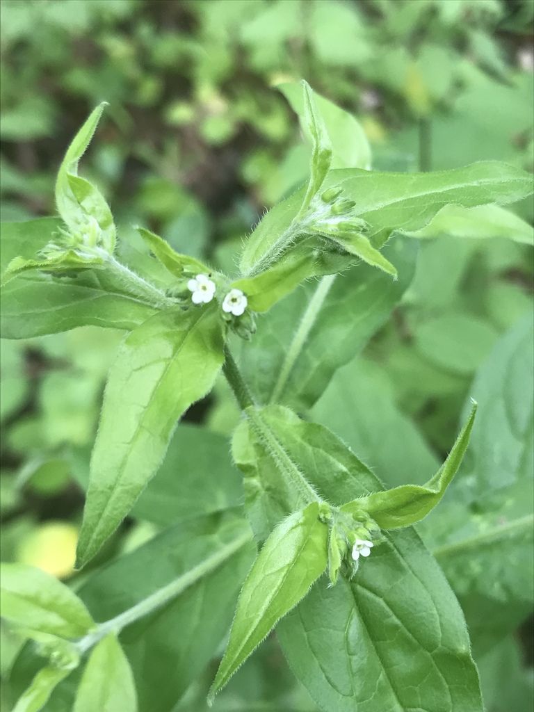 Virginia stickseed (Hackelia virginiana)