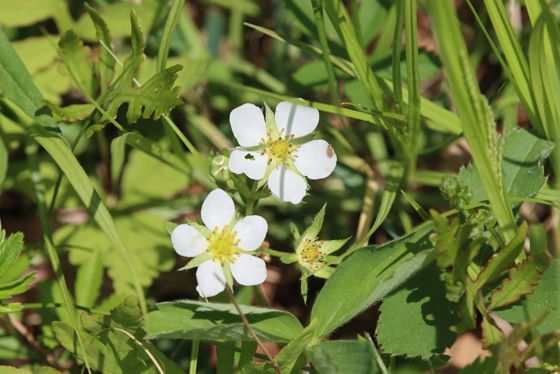 Virginia strawberry (Fragaria virginiana)