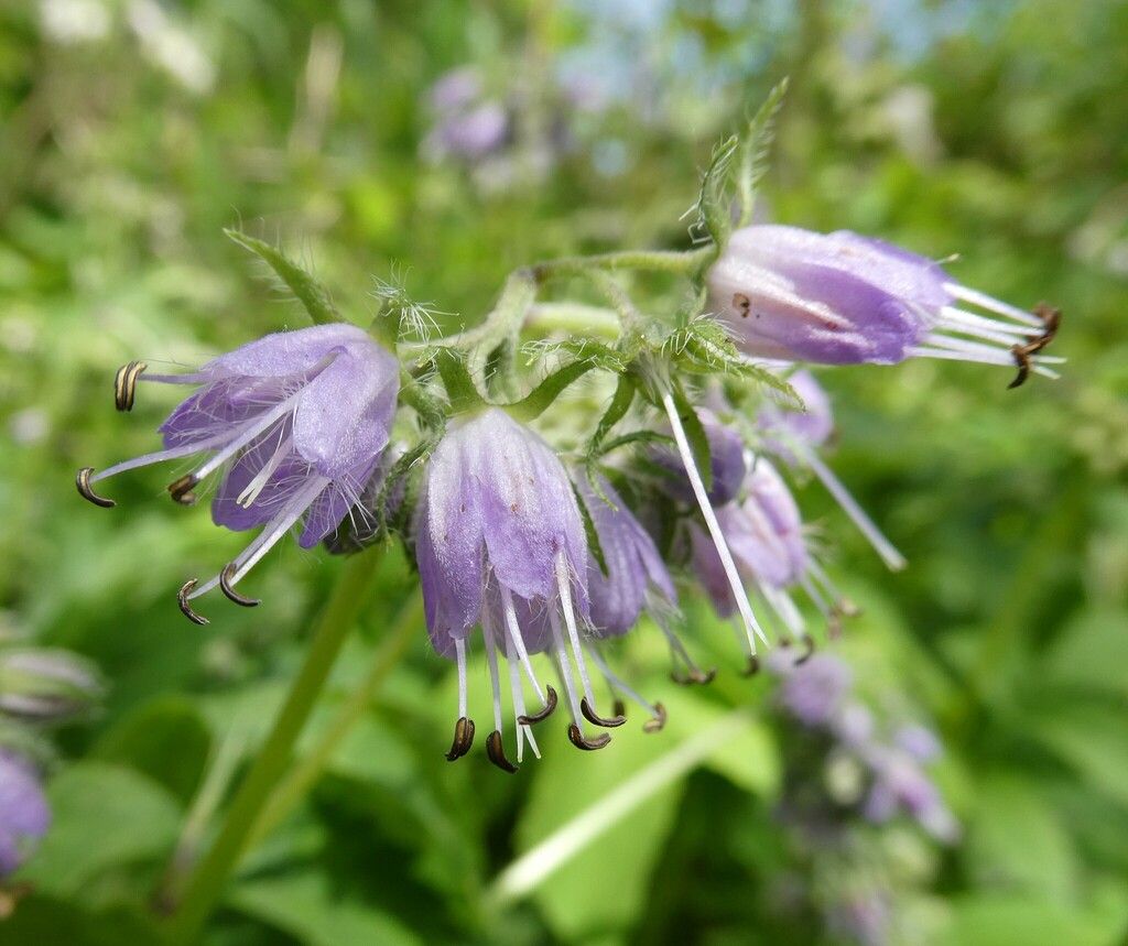 Virginia waterleaf (Hydrophyllum virginianum)