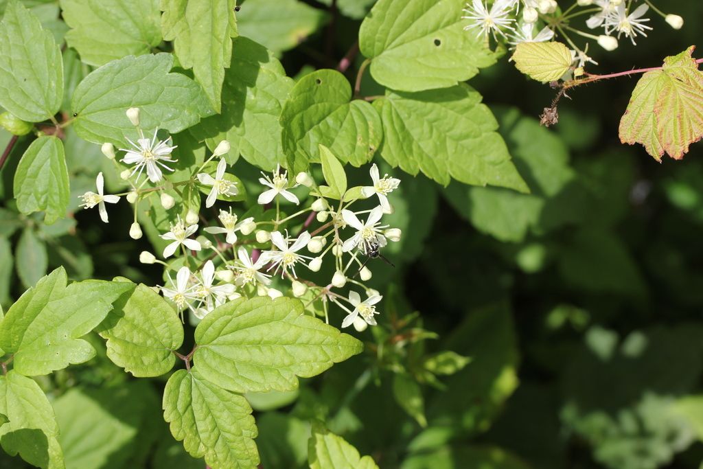 Virgin's bower (Clematis virginiana)