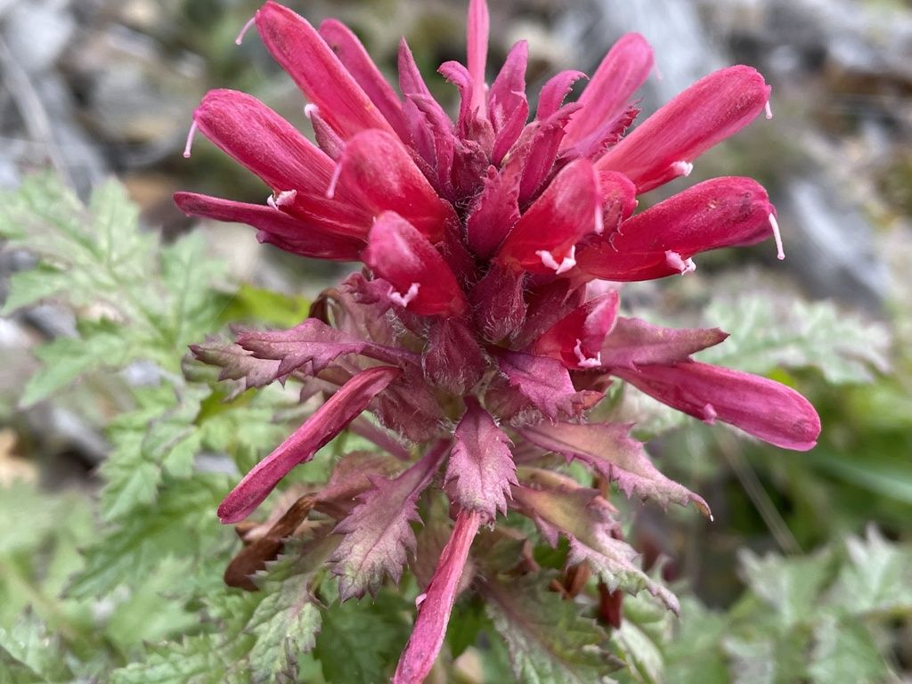 Warrior's plume (Pedicularis densiflora)
