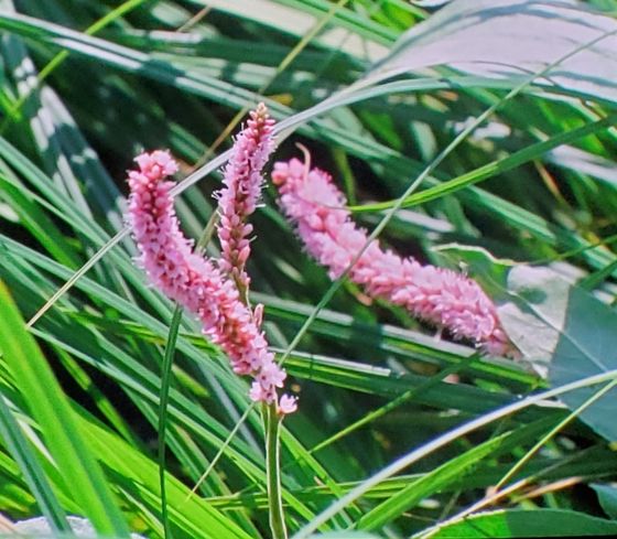 Water smartweed (Persicaria amphibia)