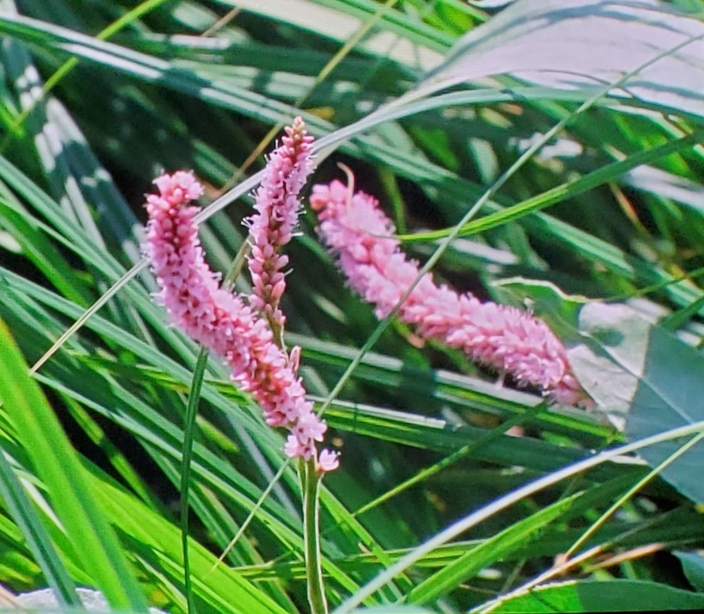 Water smartweed (Persicaria amphibia)