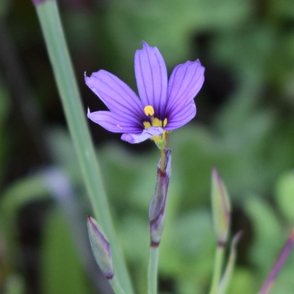 Western blue-eyed grass (Sisyrinchium bellum)