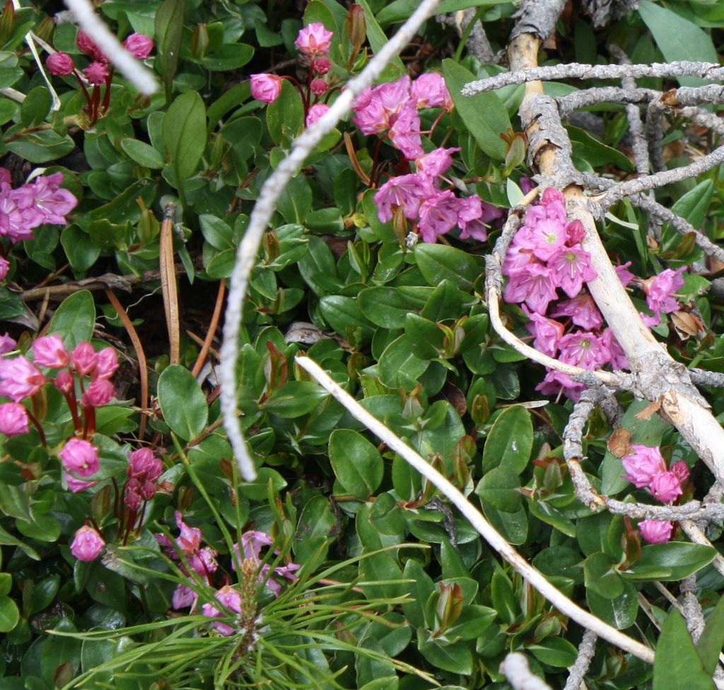 Western bog laurel (Kalmia microphylla)