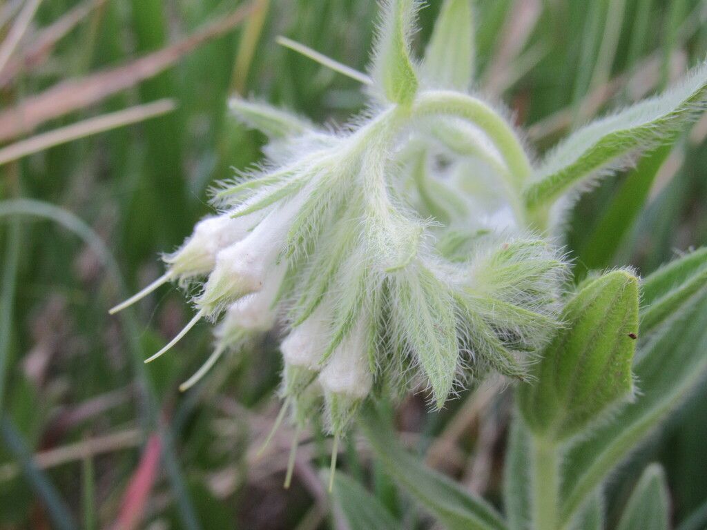 Western false gromwell (Lithospermum occidentale)