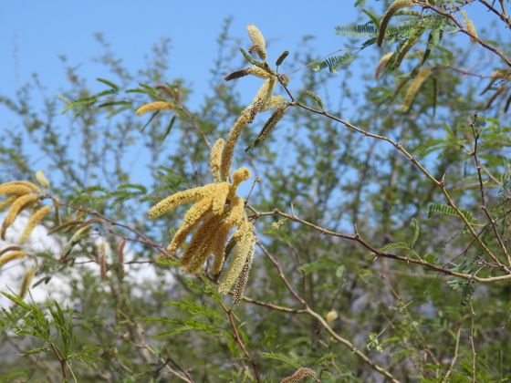 Western honey mesquite (Neltuma odorata)