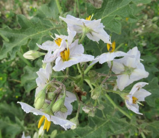 Western horsenettle (Solanum dimidiatum)