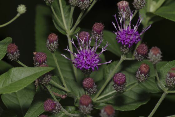 Western ironweed (Vernonia baldwinii)
