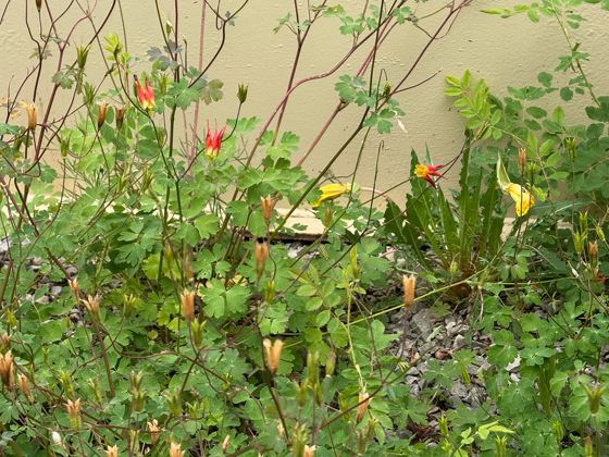 Western red columbine (Aquilegia elegantula)
