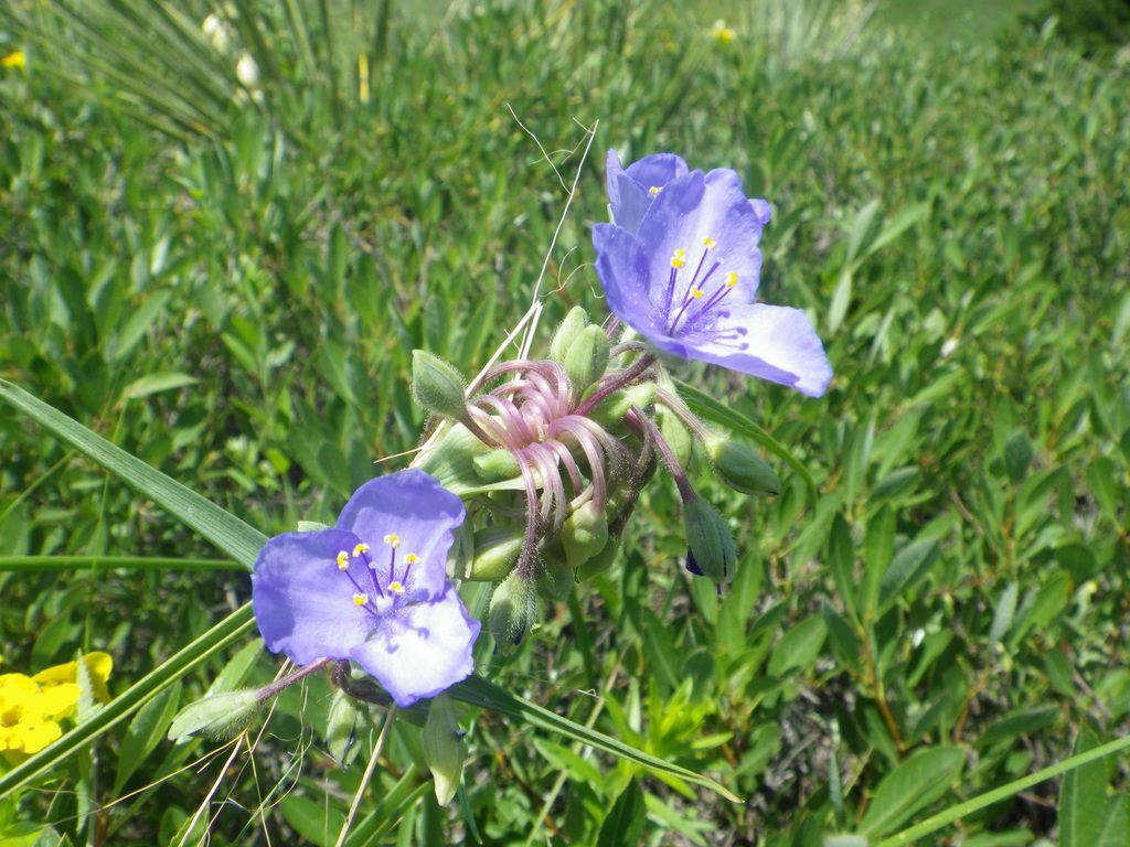 Western spiderwort (Tradescantia occidentalis)