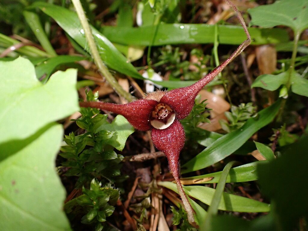 Western wild ginger (Asarum caudatum)