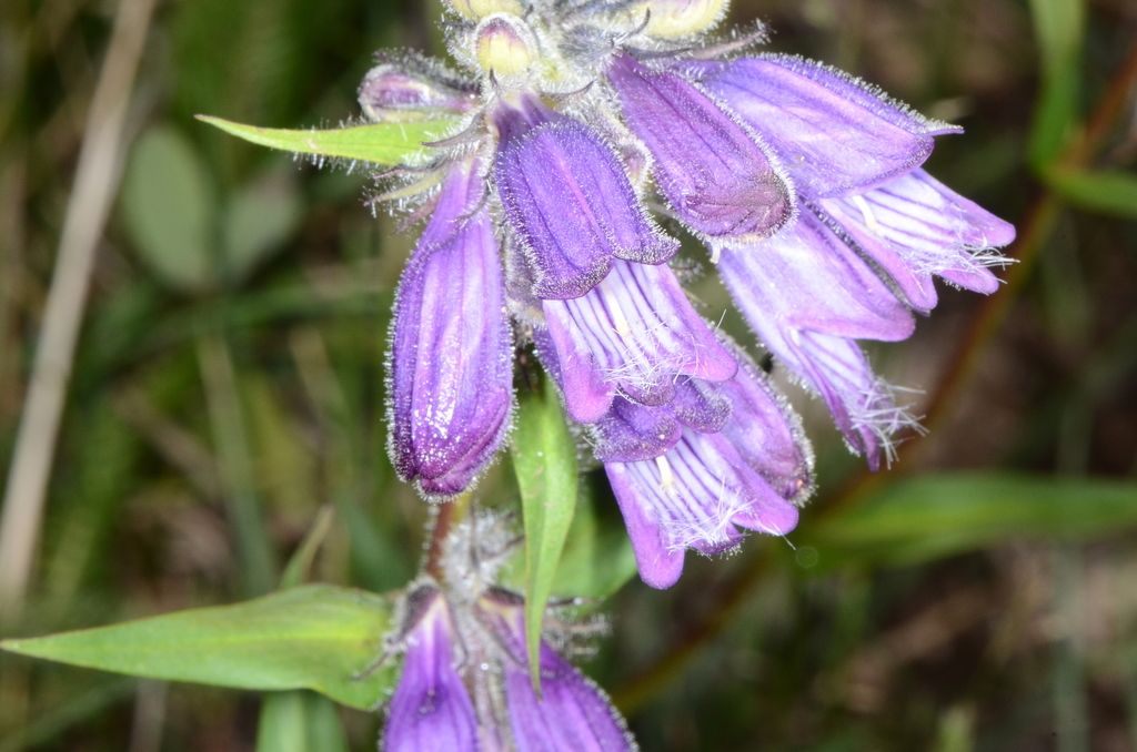 Whipple's penstemon (Penstemon whippleanus)