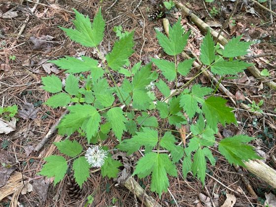 White baneberry (Actaea pachypoda)