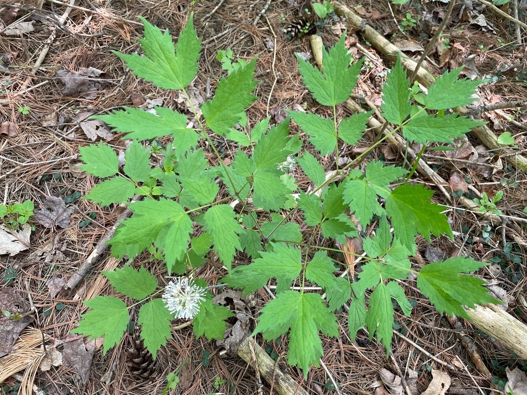 White baneberry (Actaea pachypoda)