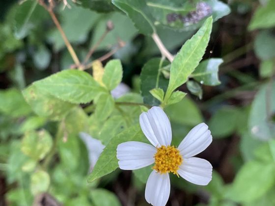 White beggarticks (Bidens alba)