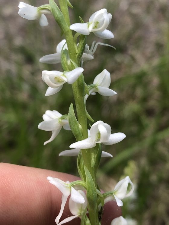 White bog orchid (Platanthera dilatata)
