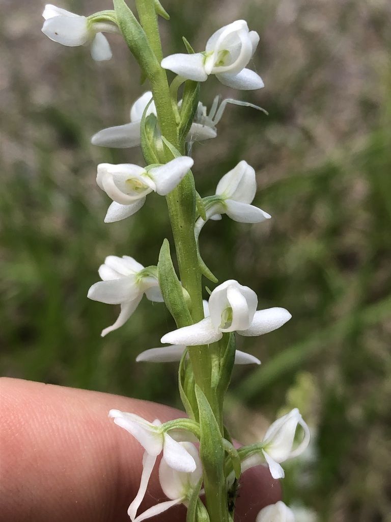 White bog orchid (Platanthera dilatata)