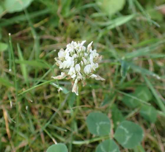 White clover (Trifolium repens)