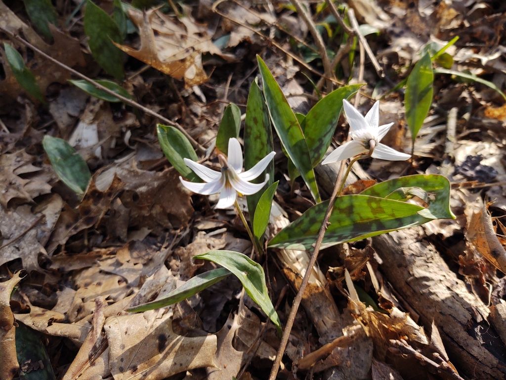 White fawnlily (Erythronium albidum)