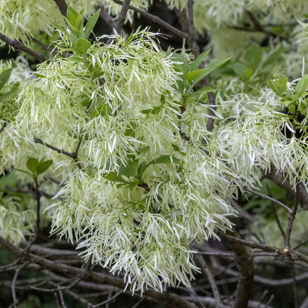 White fringetree (Chionanthus virginicus)