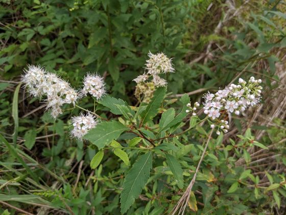 White meadowsweet (Spiraea alba)