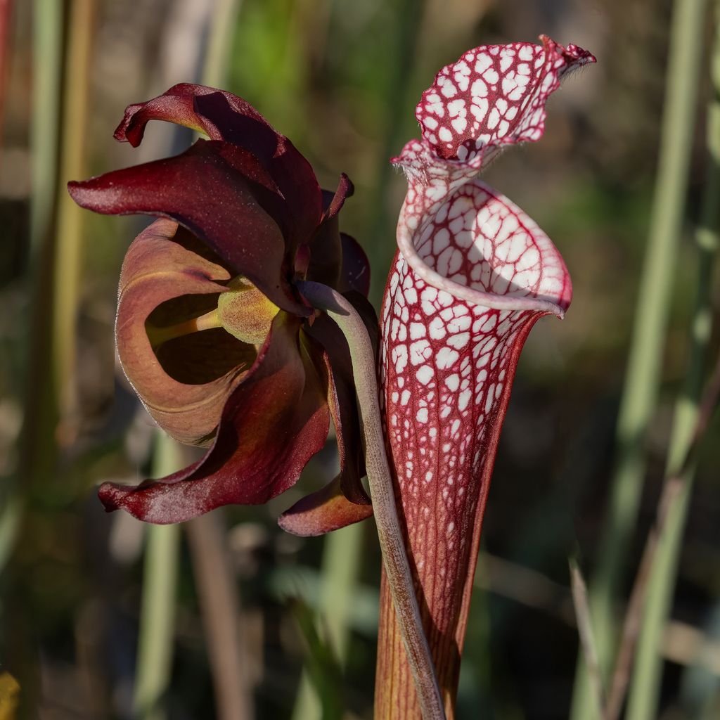 White pitcher plant (Sarracenia leucophylla)