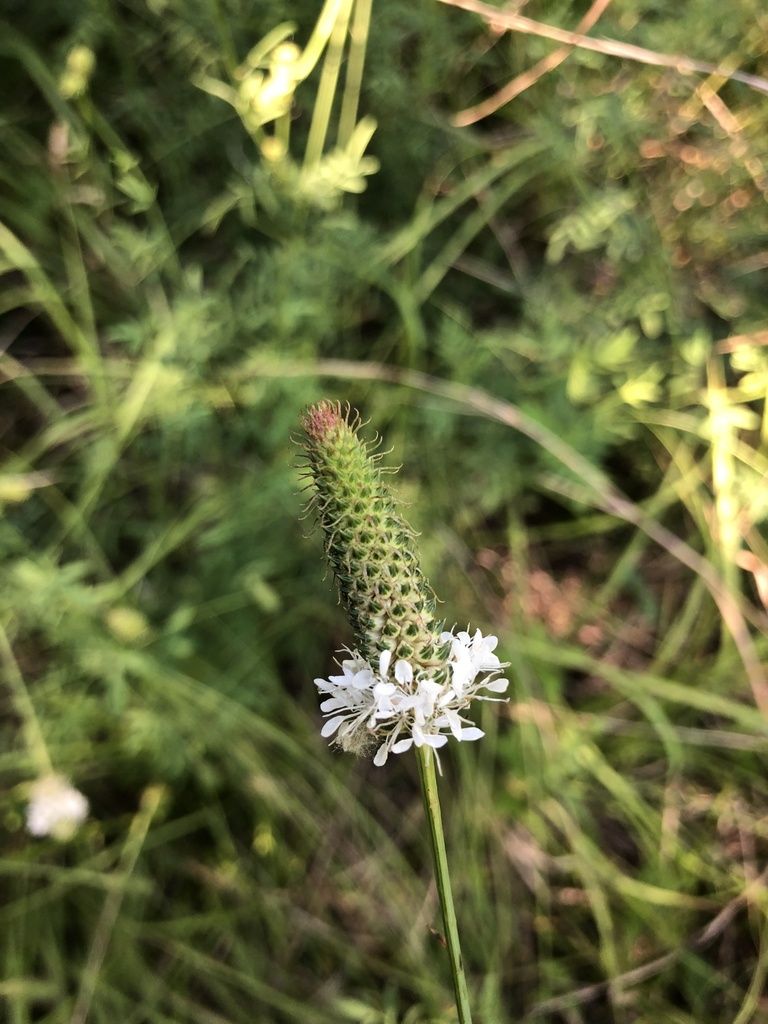 White prairie clover (Dalea candida)