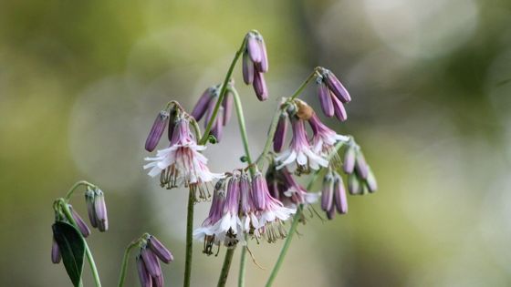 White rattlesnake root (Nabalus albus)