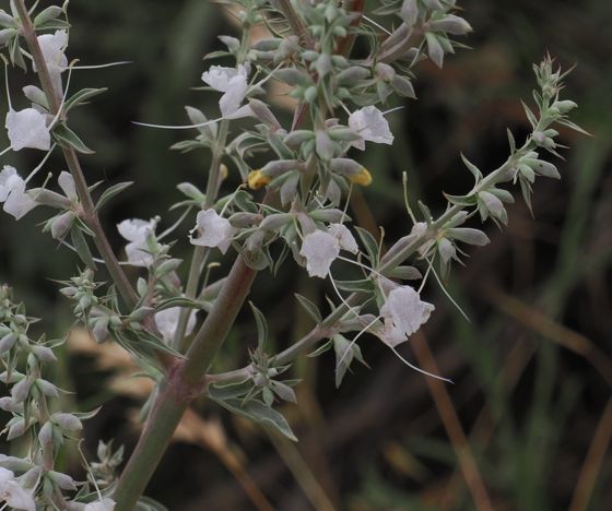 White sage (Salvia apiana)
