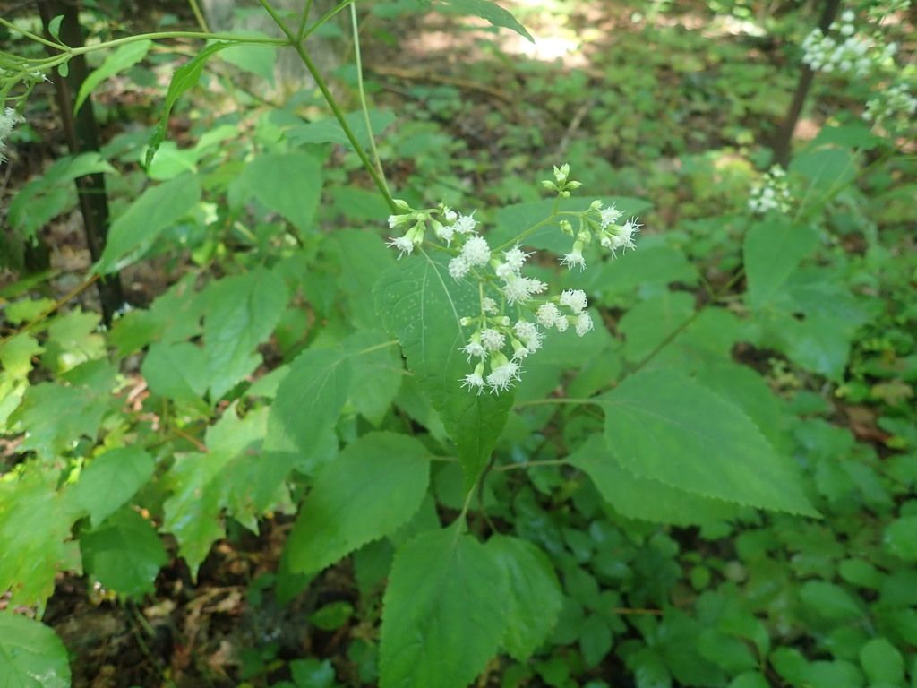 White snakeroot (Ageratina altissima)