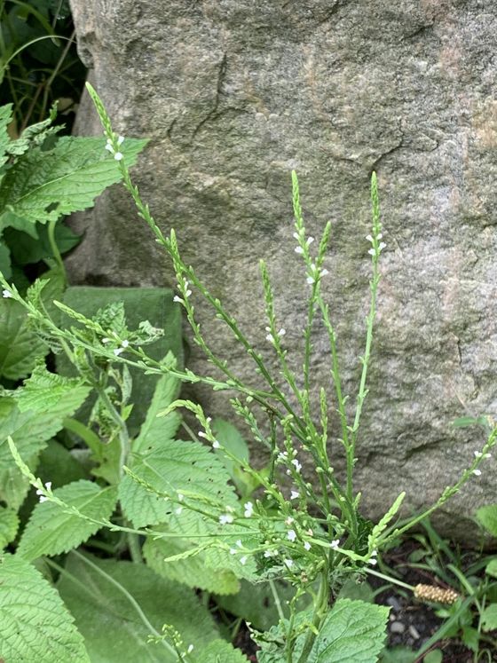 White vervain (Verbena urticifolia)