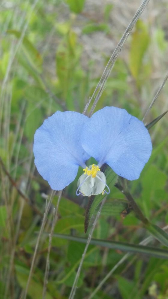 Whitemouth dayflower (Commelina erecta)