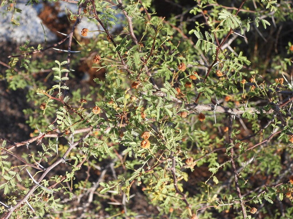 Whitethorn acacia (Vachellia constricta)
