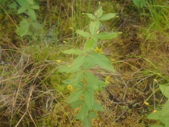 Whorled loosestrife (Lysimachia quadrifolia)