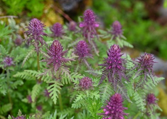 Whorled lousewort (Pedicularis verticillata)