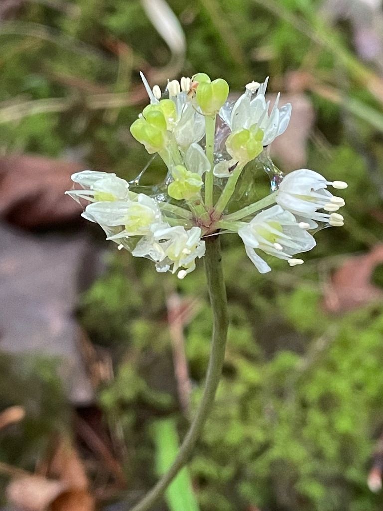 Wide leek (Allium tricoccum)