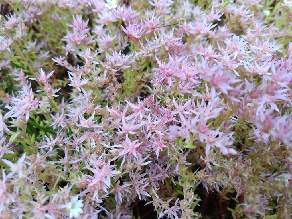 Widow's-cross (Sedum pulchellum)