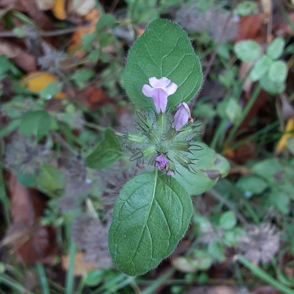 Wild basil (Clinopodium vulgare)