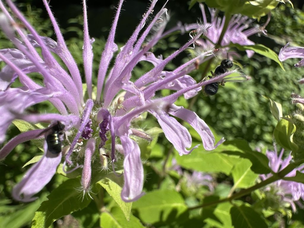 Wild bergamot (Monarda fistulosa)