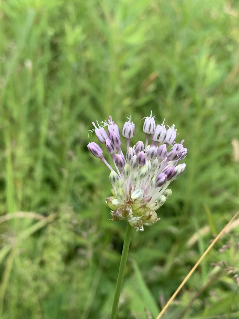 Wild garlic (Allium vineale)