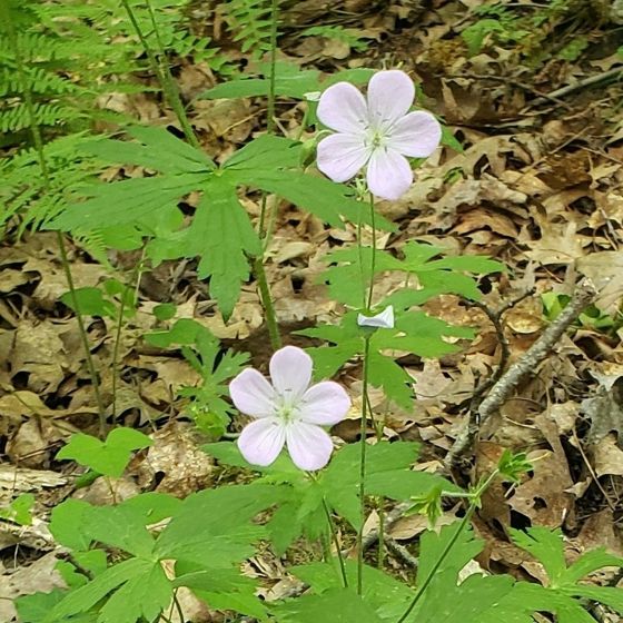 Wild geranium (Geranium maculatum)