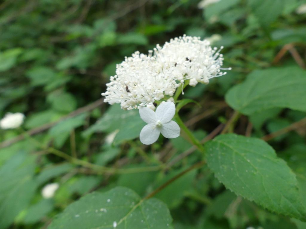 Wild hydrangea (Hydrangea arborescens)