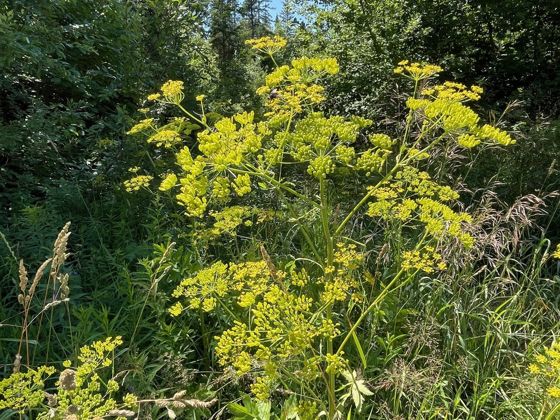Wild parsnip (Pastinaca sativa)