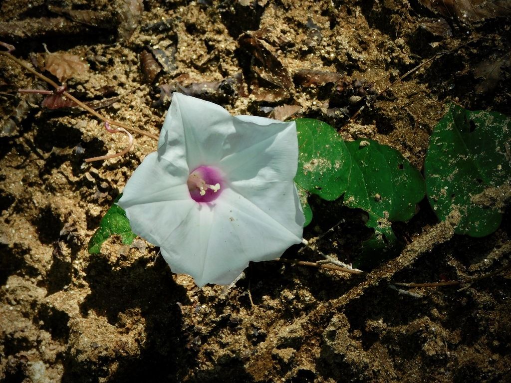 Wild potato vine (Ipomoea pandurata)