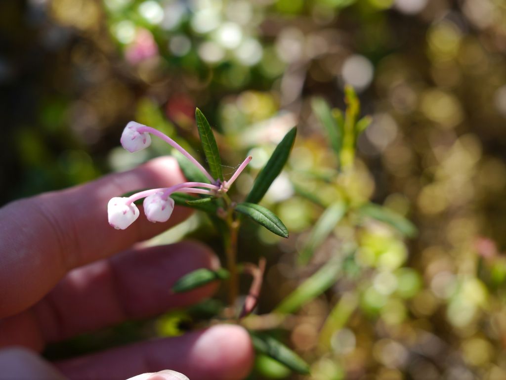Wild rosemary (Andromeda polifolia)
