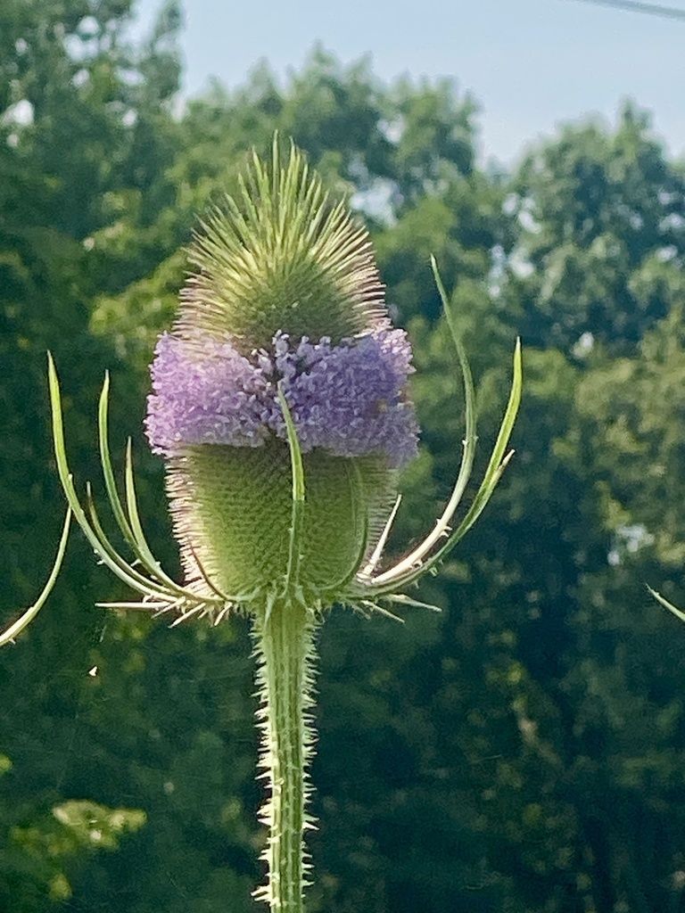 Wild teasel (Dipsacus fullonum)