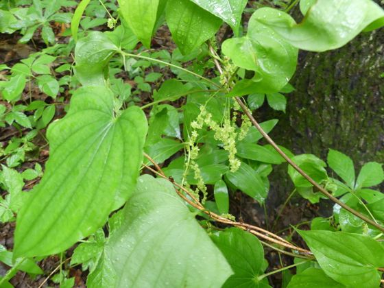 Wild yam (Dioscorea villosa)