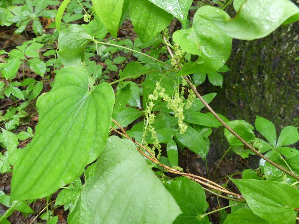 Wild yam (Dioscorea villosa)